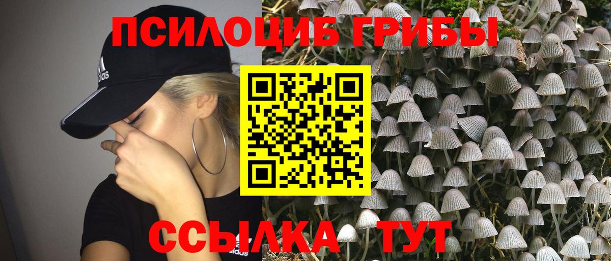 Черняховск  Псилоцибиновые грибы Psilocybe  Вход с VPN 